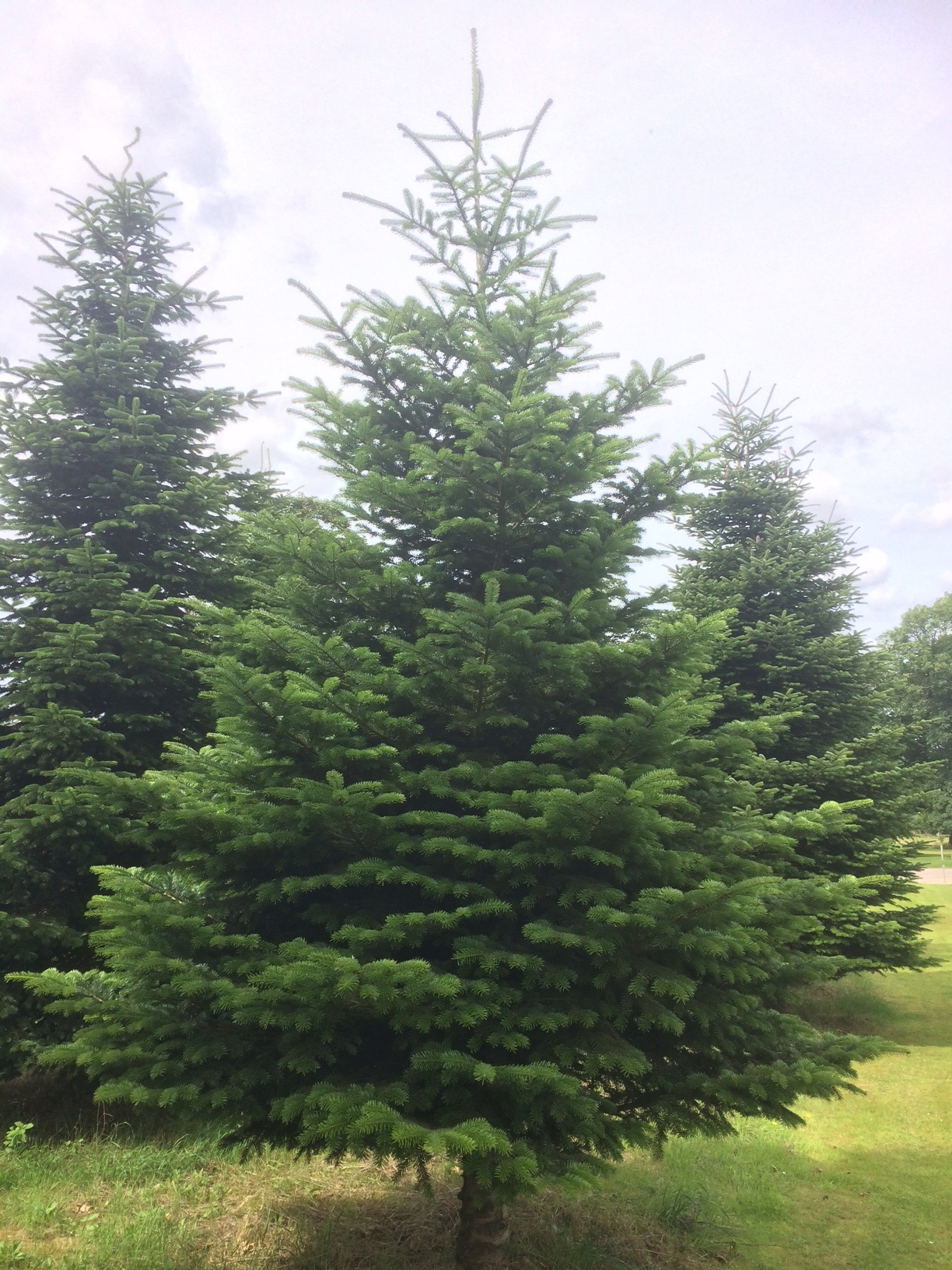 Пихта нордманская Премиум